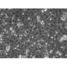 Rat Sertoli Cells (RSC)